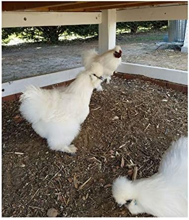6 Fertile Silkie Hatching Eggs Bearded and Non Bearded Assorted Colors by Empower Elegance