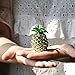 YUFENG Pineapple Hinged Trinket Box For Gifts Hand-painted Patterns Trinket Bejeweled Box Collectible