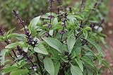 David's Garden Seeds Herb Basil Asian Sweet Thai SS945 (Green) 200 Non-GMO, Organic Seeds