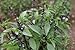 David's Garden Seeds Herb Basil Asian Sweet Thai SS945 (Green) 200 Non-GMO, Organic Seeds