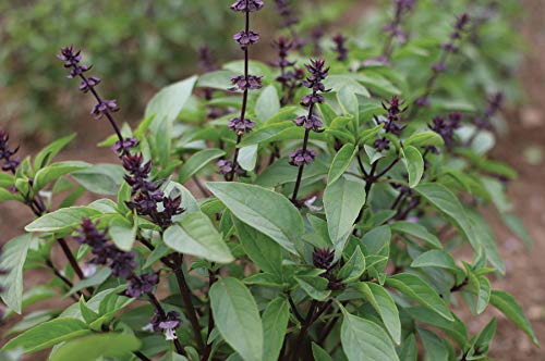 David's Garden Seeds Herb Basil Asian Sweet Thai SS945 (Green) 200 Non-GMO, Organic Seeds David's Garden Seeds Herb Basil Asian Sweet Thai SS945 (Green) 200 Non-GMO, Organic Seeds