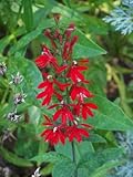300 CARDINAL FLOWER LOBELIA Cardinalis Flower Seeds *Comb S/H