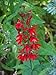 300 CARDINAL FLOWER LOBELIA Cardinalis Flower Seeds *Comb S/H