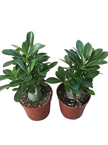 COLIBYOU Desert Rose, Adenium Obesum one Year Plant , Baby Size Bonsai Caudex (1 Rose)