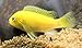 Pair of Yellow Lab Cichlid - Live Tropical Aquarium Fish