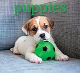 2017 Monthly Wall Calendar - Puppies