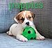 2017 Monthly Wall Calendar - Puppies