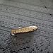1pc Fish Mini Keyring Small Pocket Keychain Folding Folder Knife Brass (8 cm (open))