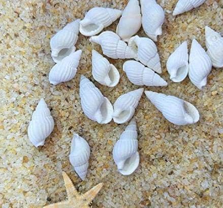 Lot De 100 Coquillages De Mer Blancs Melanges Ocean Coquillages Naturels Pour Aquarium Decoration De Maison Fete Sur Le Theme De La Plage Fabrication De Bougies Decoration De Mariage Bricolage Amazon Fr Bienvenue