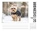 Just Yorkies 2017 Box Calendar (Dog Breed Calendars)