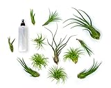 12 Live Air Plant Variety PackÂ | Large Tillandsia Terrarium Kit with Spray Bottle Mister for Water /Â Fertilizer | Assorted Species