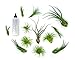 12 Live Air Plant Variety Pack | Large Tillandsia Terrarium Kit with Spray Bottle Mister for Water / Fertilizer | Assorted Species