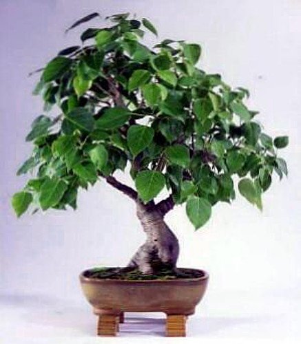 Sacred Buddha Fig Tree 10 Seeds/Seed - Ficus religiosa