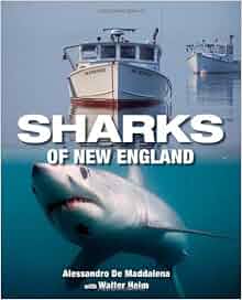 Sharks Of New England Alessandrao De Maddalena