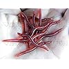 80pcs-Earthworm-Red-Worms-Soft-Fishing-Lure-Baits
