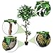Goplus 5.5FT Ficus Silk Leaf Artificial Tree, Potted Fake Tree w/Green Leaves and Natural Trunk, Maintenance Free, Tall Faux Plant for Indoor Outdoor Decoration