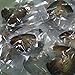 (15PCS) 2017 Fashion 7-8mm Oysters with Large Oval Pearl inside Birthday Gifts (7-8mm)