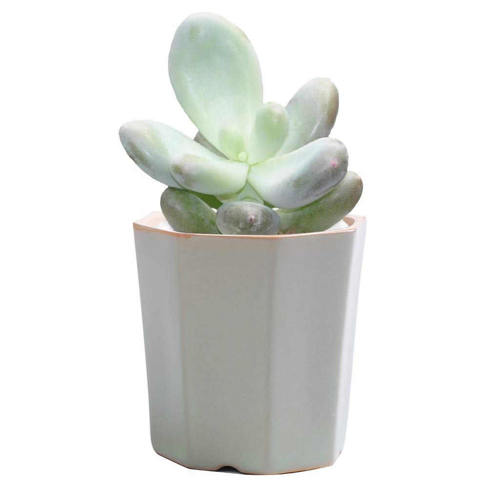 LUCKEGO - Maceta de cerámica con forma hexagonal para cactus ...