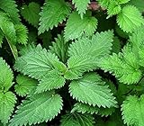 David's Garden Seeds Herb Stinging Nettles 8856