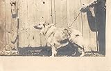 Side View of Unspecified Long Haired Dog On Leash Real Photo Postcard V22015