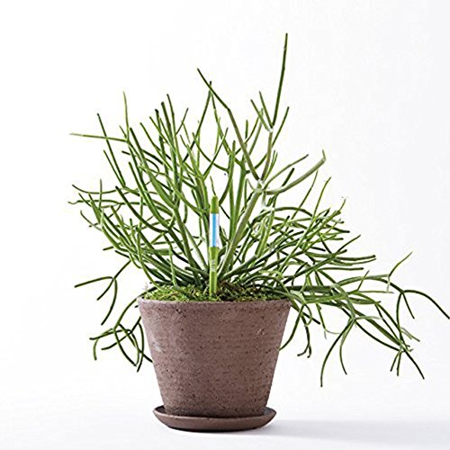 Sustee Aquameter (Green, Large) - Plant Soil Moisture Meter, Sensor, Probe, Indicator - Best for Potted Plants