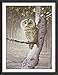 Cross Stitch Kits, Owl Animals Awesocrafts Easy Patterns Cross Stitching Embroidery Kit Supplies Christmas Gifts, Stamped or Counted (Owl, Counted)