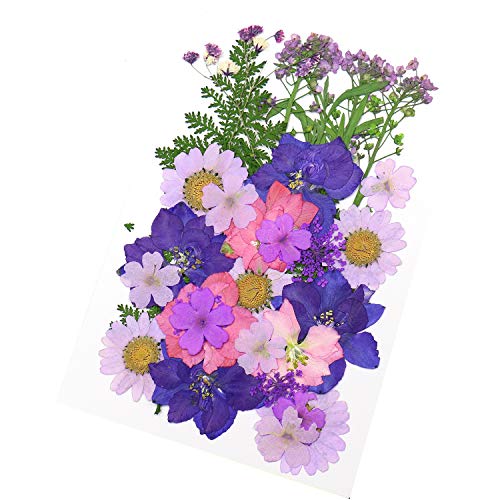 Monrocco Multicolor Real Pressed Dried Flowers DIY Preserved Flower Decorations for Art Craft DIY Resin