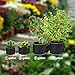 Delxo 10-Pack 3 Gallon Grow Bags Heavy Duty Aeration Fabric Pots Thickened Nonwoven Fabric Pots Plant Grow Bags with Handles