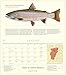 Trout of North America Wall Calendar 2018