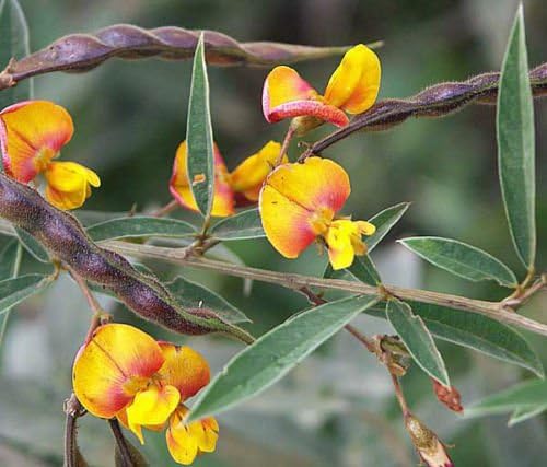 Cajanus cajan gandules paloma de guisantes de semilla exóticos ...