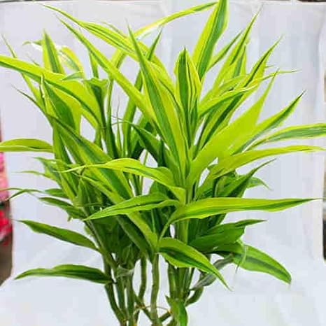 Amazon 観葉植物 ミリオンバンブー ラッキーバンブー 6号 クロスリースタイル 観葉植物