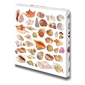 Canvas Prints Wall Art - Various Kinds of Seashells on White Background | Modern Wall Decor/Home Decoration Stretched Gallery Canvas Wrap Giclee Print. Ready to Hang - 12" x 12"