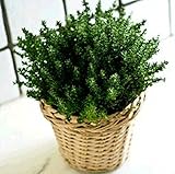 Zanquilargo Shoo Geranium Burgess Seed Plant Co Zanquilargo Shoo Geranium Burgess Seed Plant Co