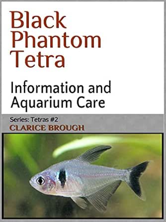 black phantom tetra care