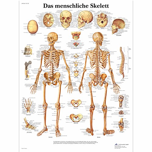 3B Scientific Leerbord gelamineerd - Het menselijk skelet