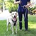 iBuddy Dog Leash for Large Dogs and Medium Dogs with Dual Safe Hook and Comfortable Padded Handle, No Slip Vibrant Color Light Weight 6 FT Dog Rope Leash for Dog Walking and Training (Black)
