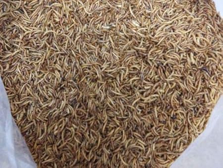 Maltbys of Hull Mehlwürmer für Wildvögel, getrocknet, 1 kg