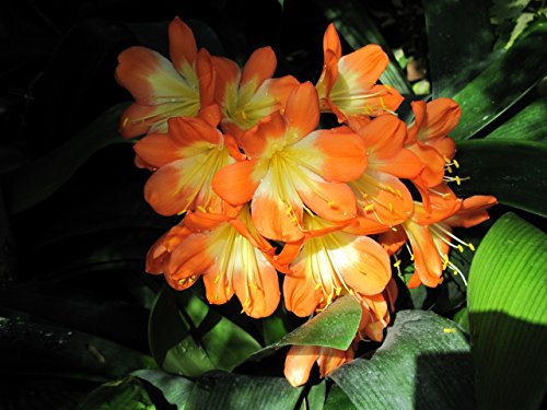 Bush lily a flowering plant.: Clivia miniata