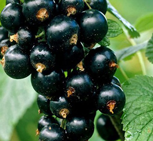 Ribes 'Ben Nevis' 9cm Pot Size