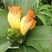 Insulin Plant/Fiery Costus/Step Ladder/Spiral Flag - 2 Rhizomes