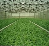 Vegetable Green-organicï¼Œ200+spinach Seeds ...