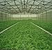 Vegetable Green-organic，200+spinach Seeds …