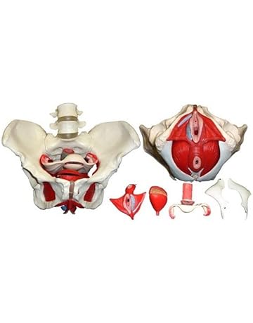 Modelos y materiales educativos médicos | Amazon.es