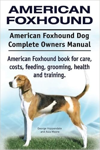 american foxhounds for sale