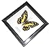 Insectfarm Framed Real Lime Butterfly Taxidermy and Insect Gift or Collection