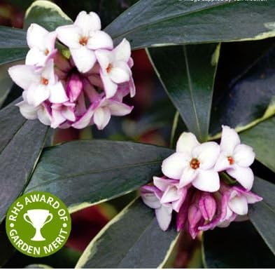 Daphne odora Aureomarginata Large 5 Litre Plants Ideal Plant Gift Grown by WorldGardenPlants