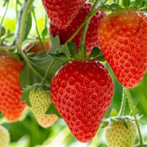 イチゴ いちご サマーベリー ポット苗1個 四季なり 苗