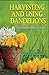 Harvesting And Using Dandelions: For Everything From Medicine To Lotions by Connie McCauley