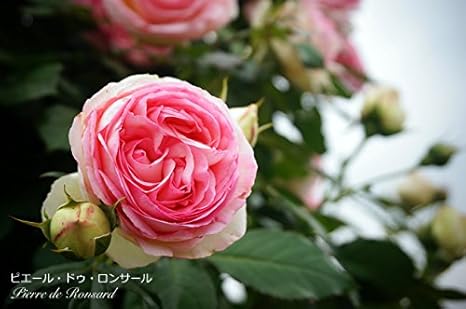 Amazon バラ苗 ピエールドゥロンサール オリジナルロゴ入り角鉢 中苗 つるバラ 初心者に超おすすめ つる性 ピンク バラ 苗 つるばら 薔薇 バラ苗木 花