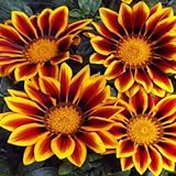 Outsidepride Gazania Kiss Golden Flame - 100 seeds